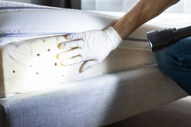 Best Wasp Removal Services  in Avon, IN