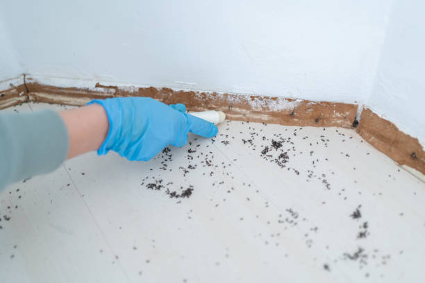 Best Mosquito Control Services  in Avon, IN